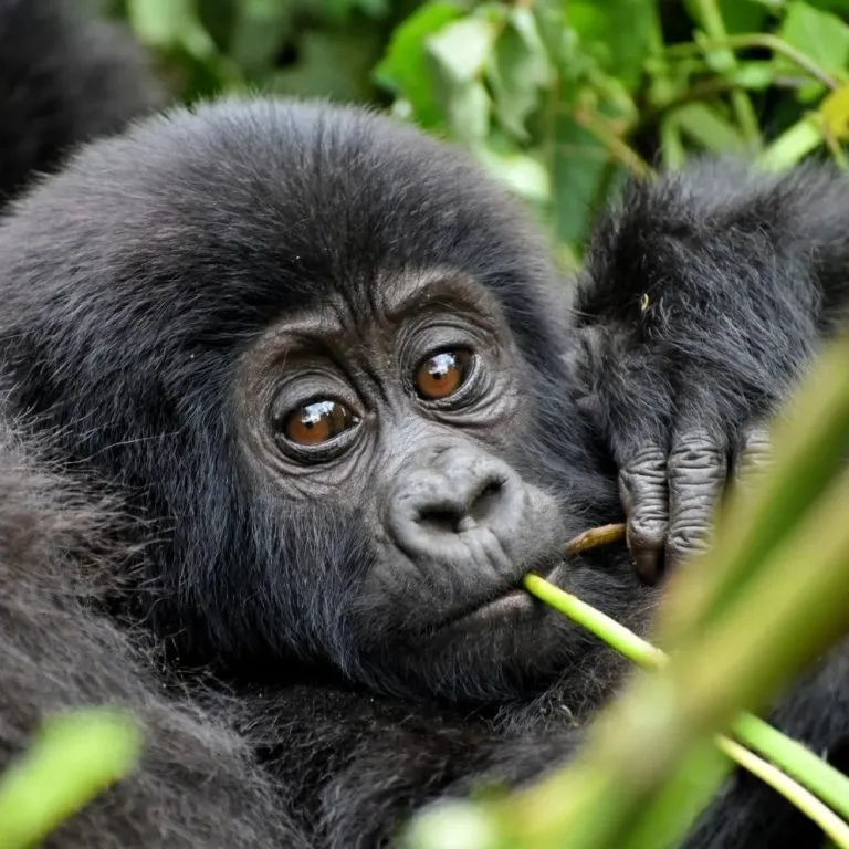 Gorilla Filming Tours in Uganda