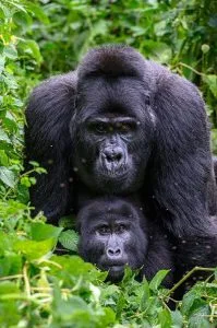 Rwanda gorilla Trekking in August