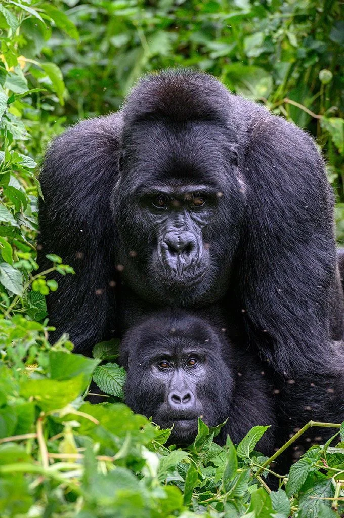 Rwanda gorilla Trekking in August