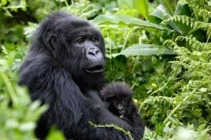 chances of seeing gorillas in Uganda