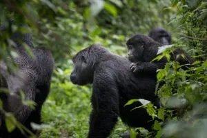 Mubare Gorilla Family