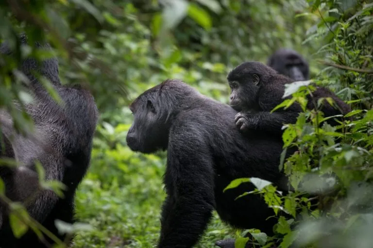 Mubare Gorilla Family