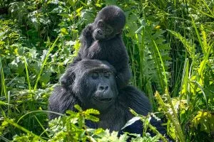 Bwindi Gorilla Trekking Sector