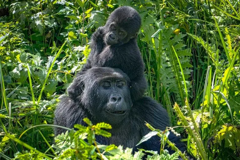 Bwindi Gorilla Trekking Sector