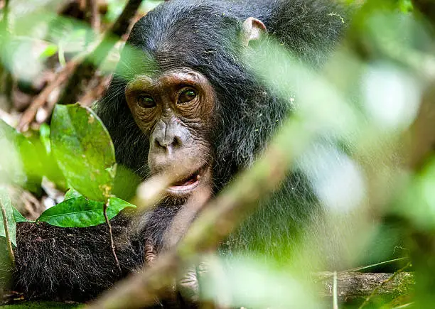 Chimpanzee Tracking Sectors in Nyungwe