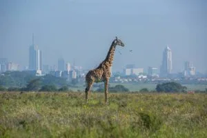 Day City Tours in Nairobi