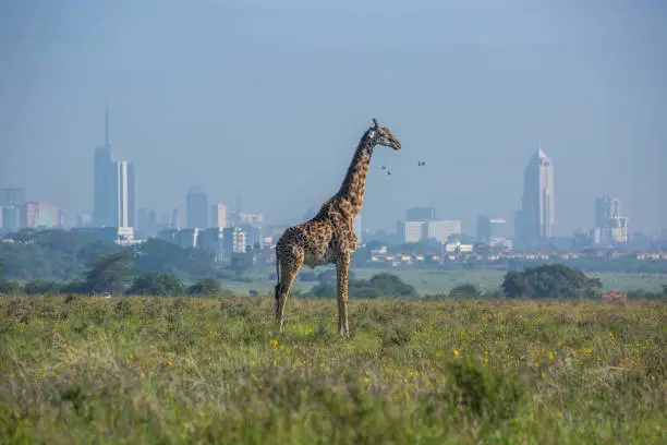 Day City Tours in Nairobi