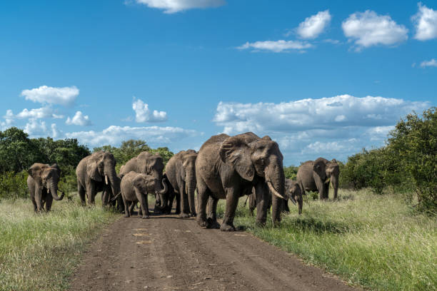 Elephant Gathering in Tarangire National Park