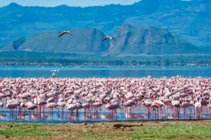Flamingos on Lake Natron