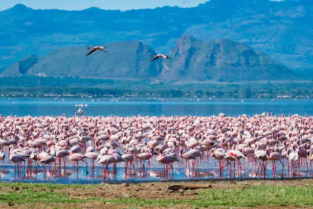 Flamingos on Lake Natron