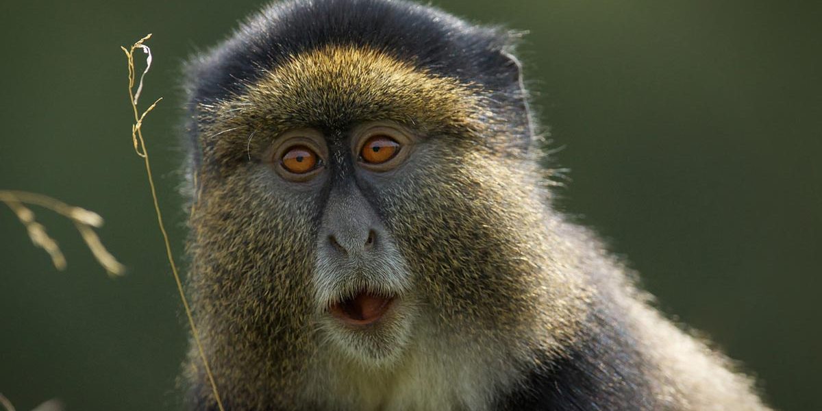 Golden Monkey Trekking Safari