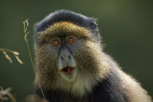 Golden Monkey Trekking Safari