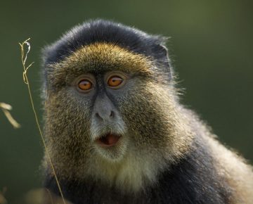 Golden Monkey Trekking Safari