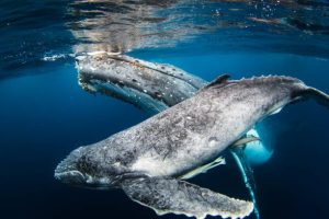 Humpback Whale Migration in Zanzibar 
