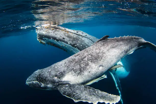 Humpback Whale Migration in Zanzibar 