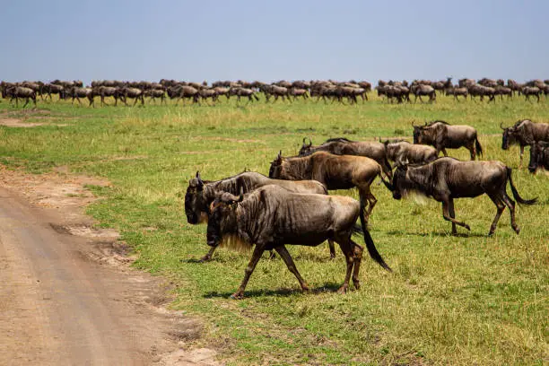 Ndutu Plains