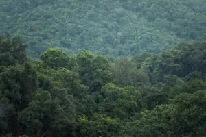 Night Walking Safaris in Nyungwe
