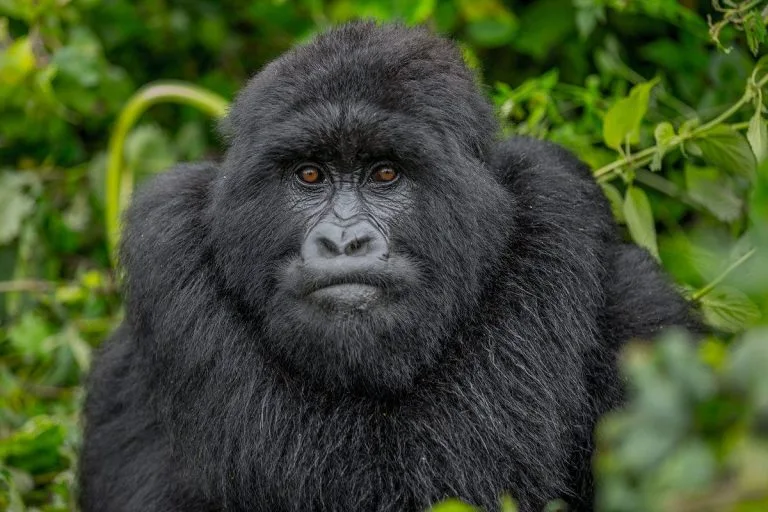 Rwanda Gorilla Permits