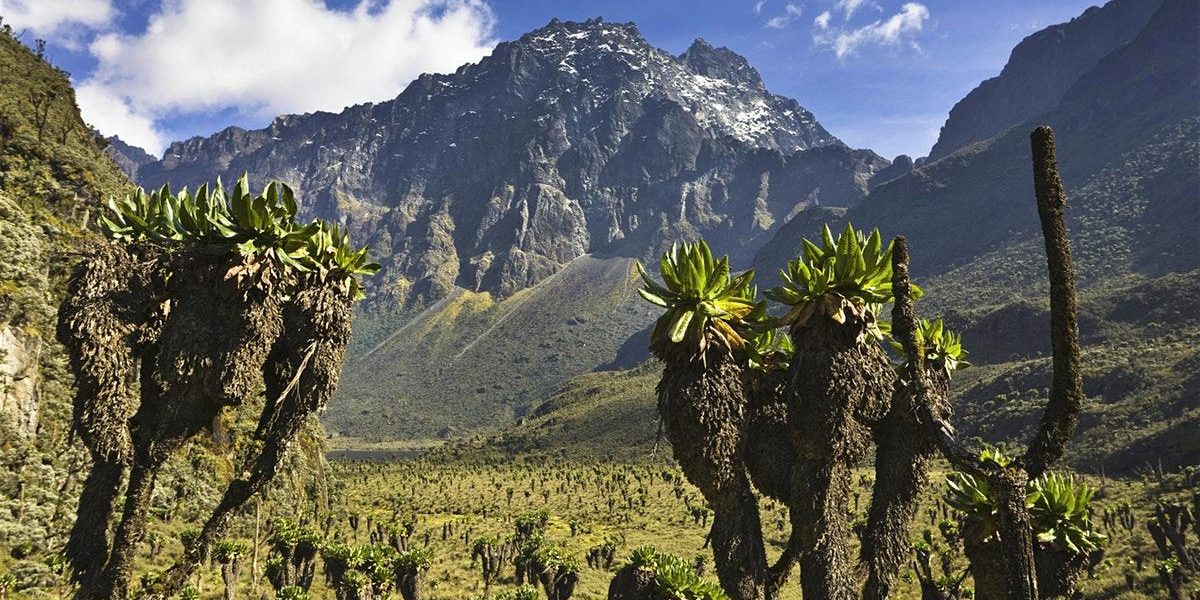 Rwenzori Mountain Hiking