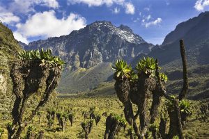 Rwenzori Mountain Hiking
