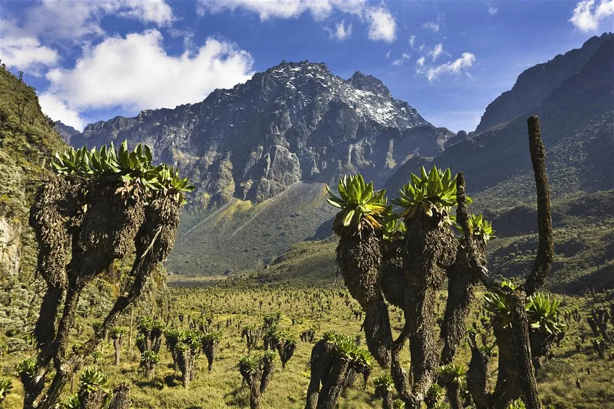 Rwenzori Mountain Hiking