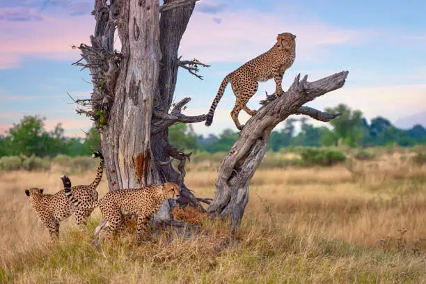 Uganda and South Africa for a Safari
