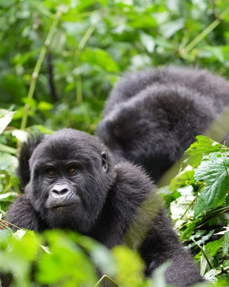 Rwanda Gorilla Trekking in November