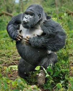 Rwanda Gorilla Trekking in May