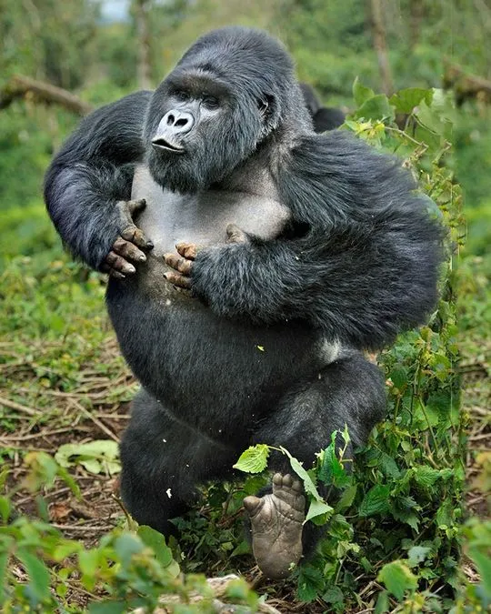 Rwanda Gorilla Trekking in May