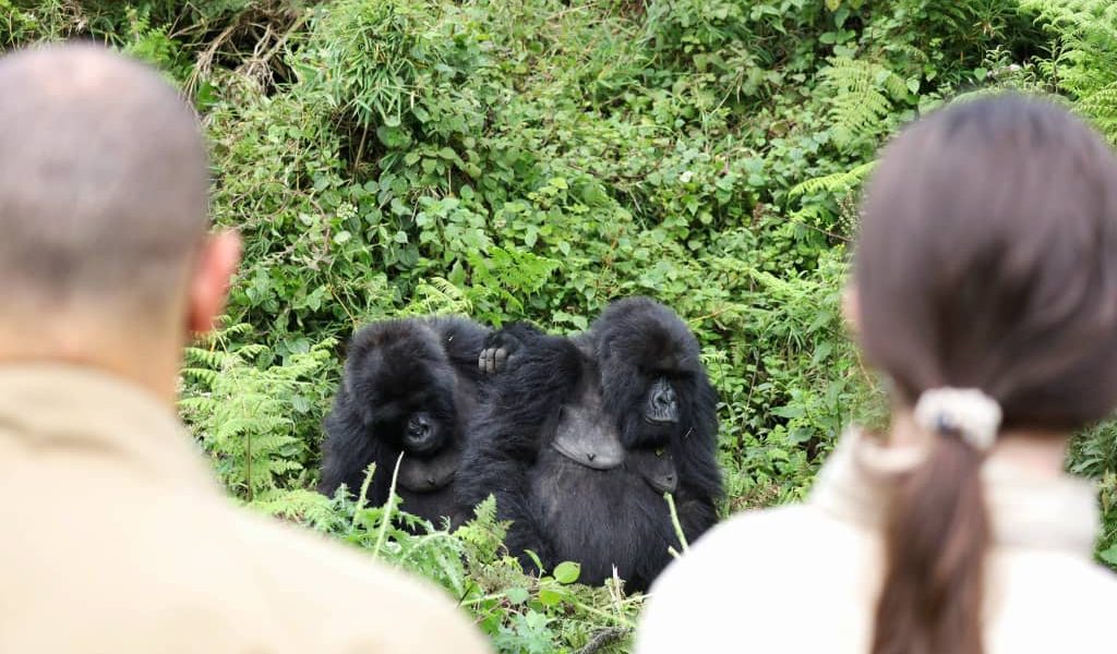 Rwanda Gorilla Trekking in March
