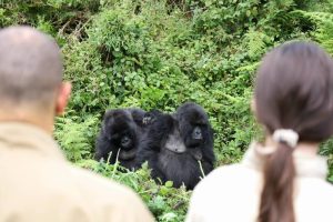 Rwanda Gorilla Trekking in March
