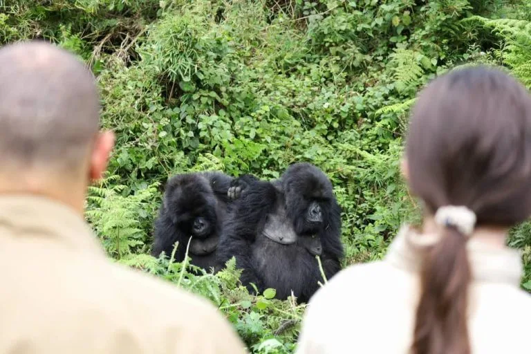 Rwanda Gorilla Trekking in March