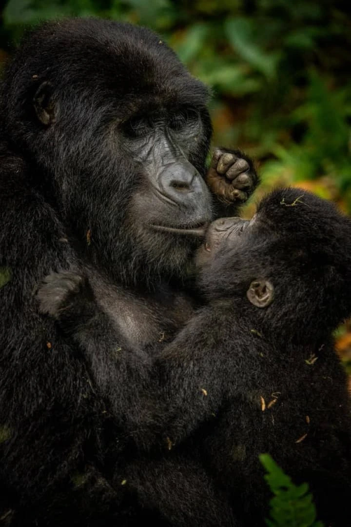 Cost of Gorilla Trekking