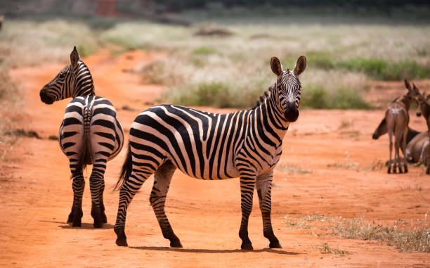 Akagera National Park. Safari