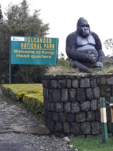 Gorilla Trekking in Volcanoes National Park