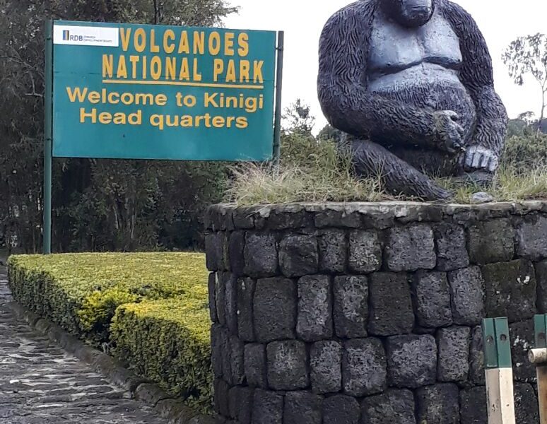 Gorilla Trekking in Volcanoes National Park