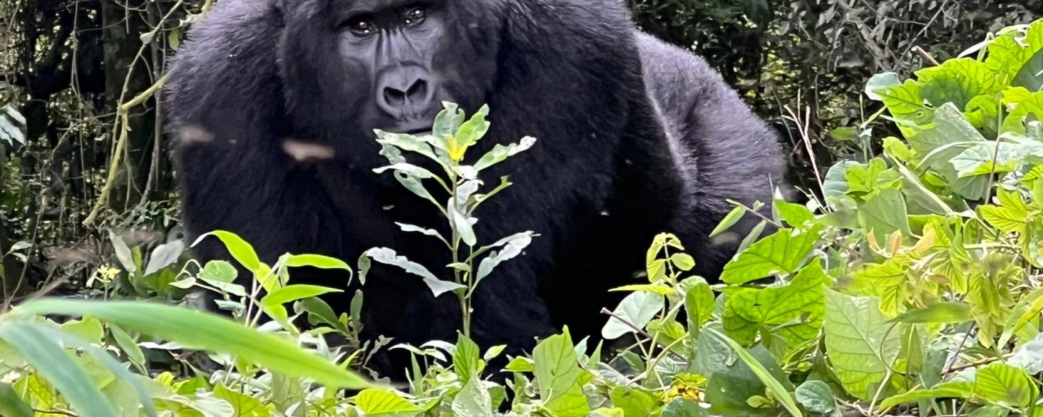 Uganda Gorilla Trekking from Kigali