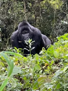 Uganda Gorilla Trekking from Kigali