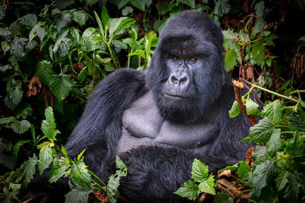 Gorillas and Game Safari in Rwanda