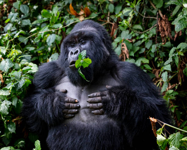 Uganda Gorilla Habituation
