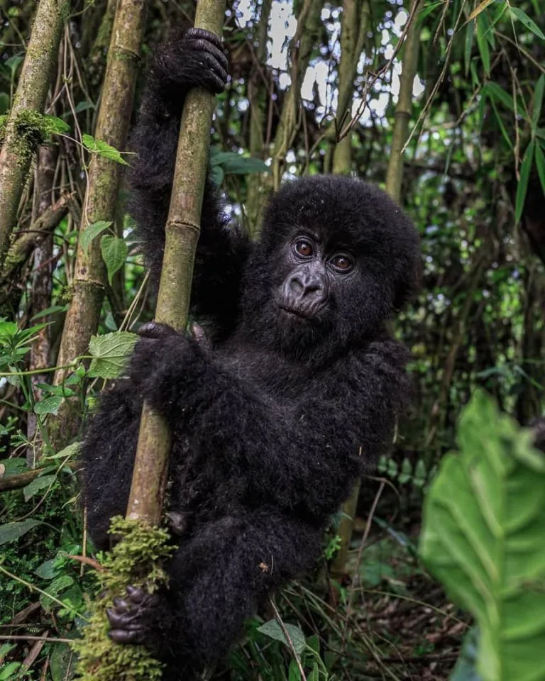 Combining Gorilla Trekking in Rwanda and Uganda
