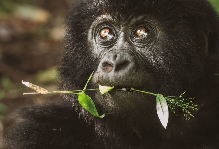 3 Days Gorilla Trekking in Mgahinga from Kigali