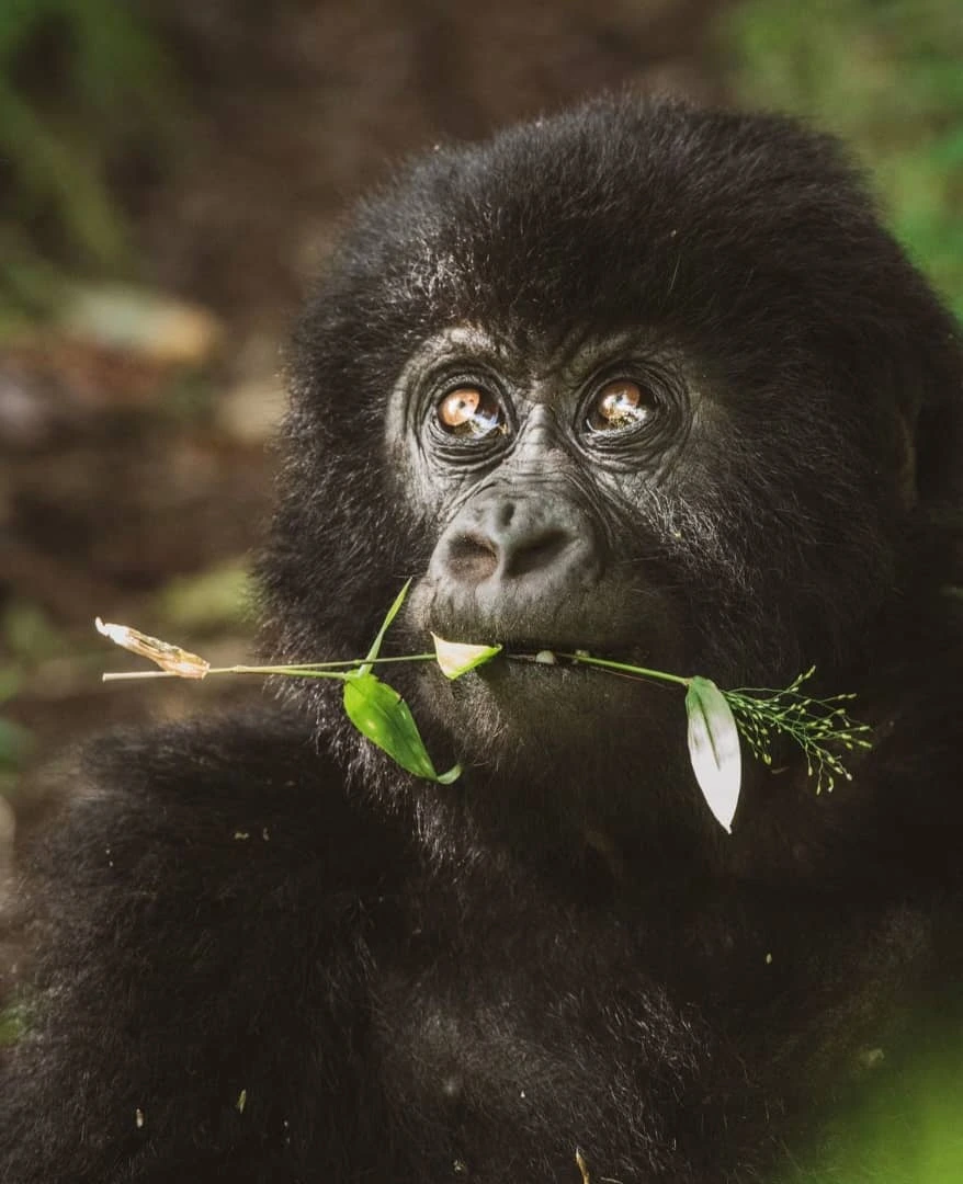 3 Days Gorilla Trekking in Mgahinga from Kigali