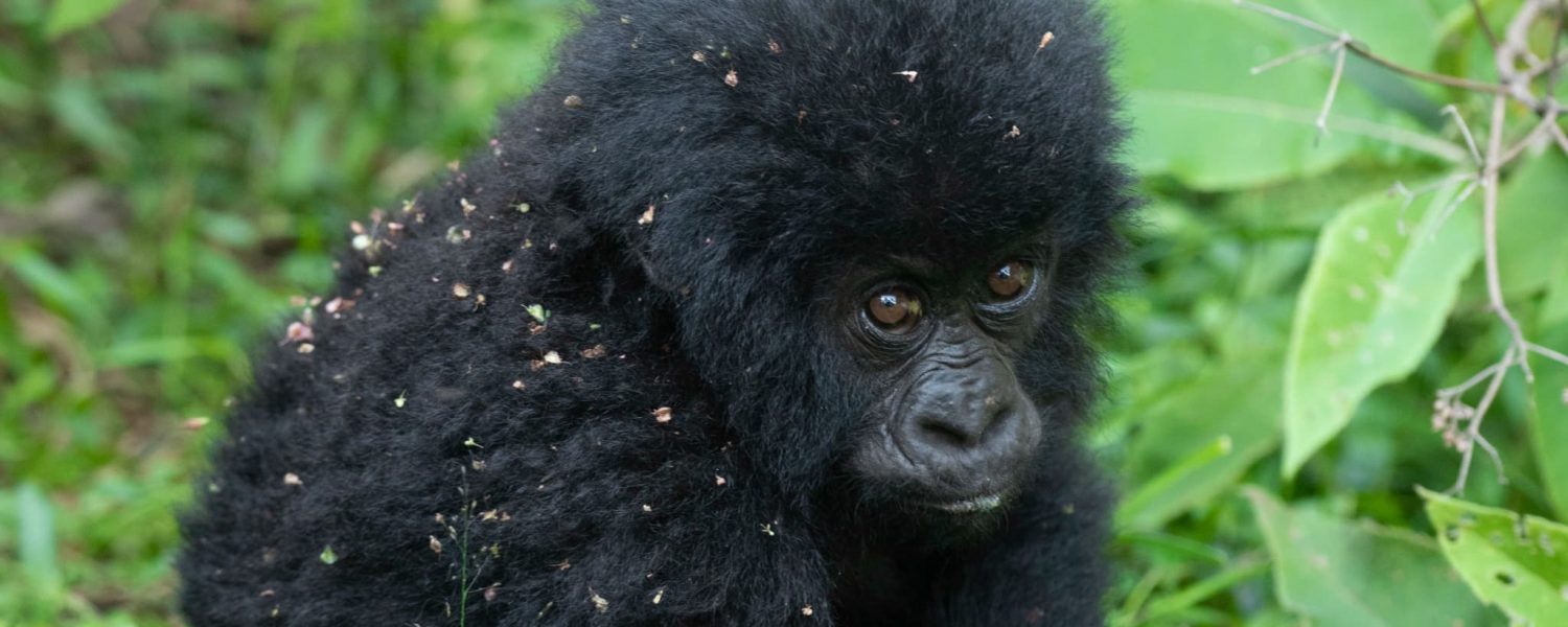 2 days Bwindi Gorilla Trekking from Kigali