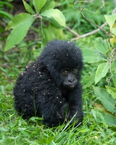 2 days Bwindi Gorilla Trekking from Kigali