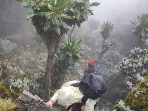 Flora and Fauna in Rwenzori Mountain