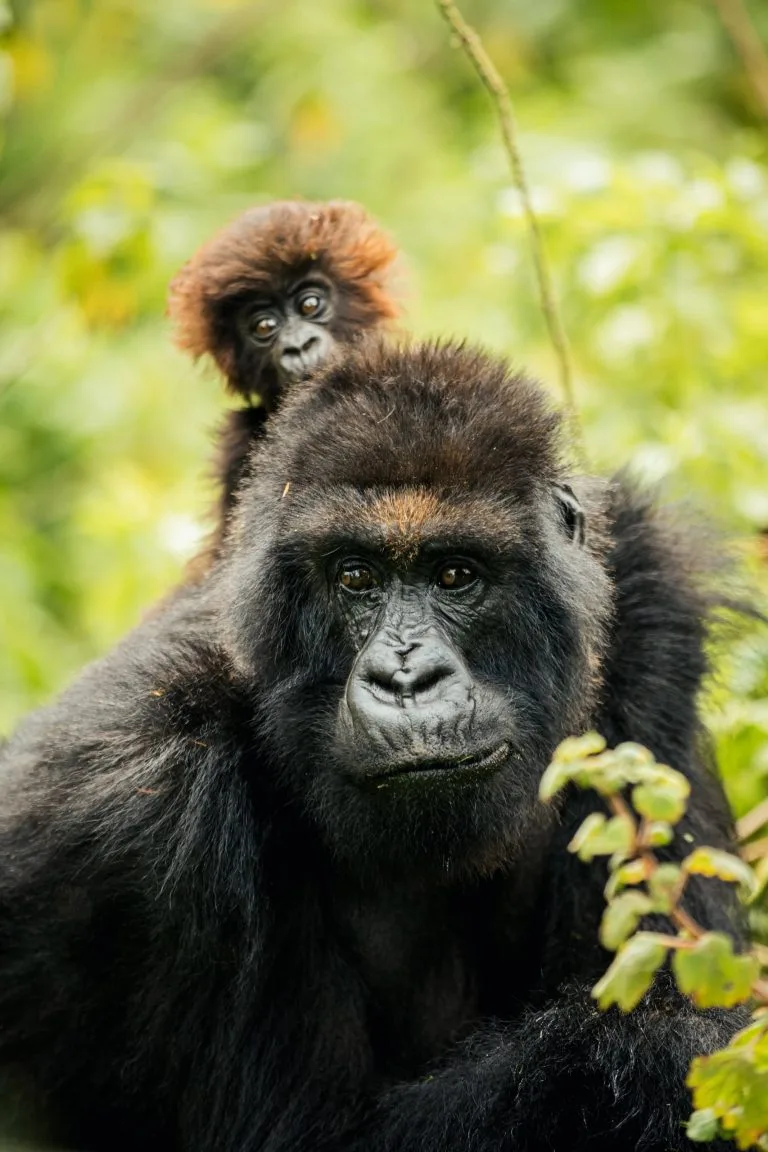 Rwanda Gorilla Trekking in April