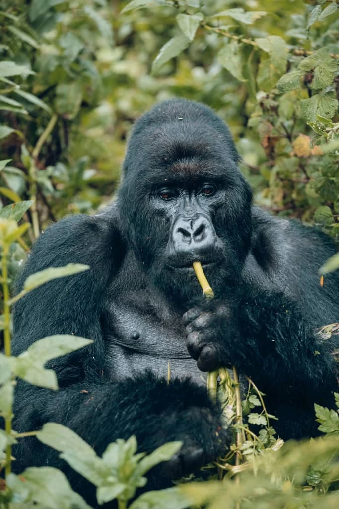 Rwanda Gorilla Trekking in September