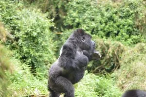 Sarambwe Reserve