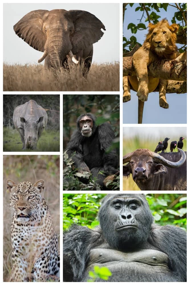 Spotting the Big Five in Uganda